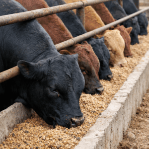 Программа кормления